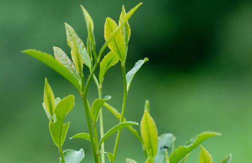 龙井茶种植栽培技术