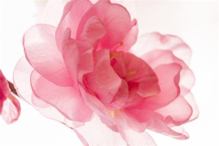樱花 樱花