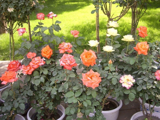 养月季花 养月季花