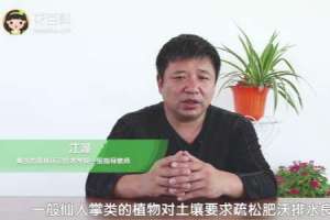 仙人球的养殖方法和注意事项