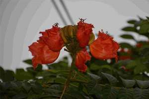 云南推出切花月季“可视花田”营销新模式