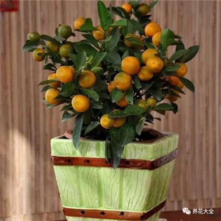 盆栽柑橘 盆栽柑橘