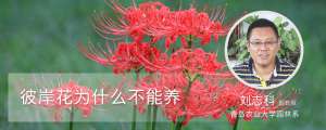 彼岸花为什么不能养