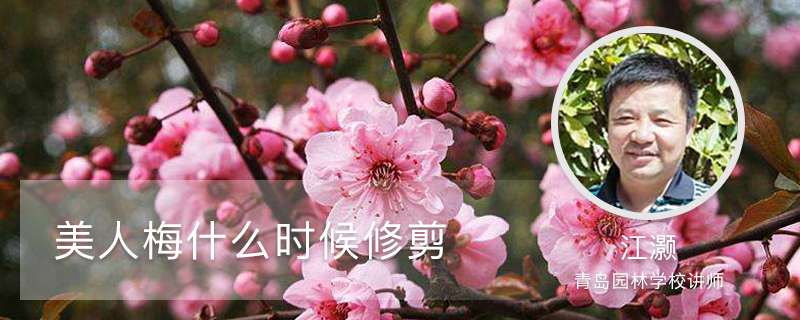 美人梅什么时候修剪,第一次怎么修剪 美人梅什么时候修剪,第一次怎么修剪