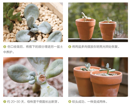 砍头繁殖方法 砍头繁殖方法