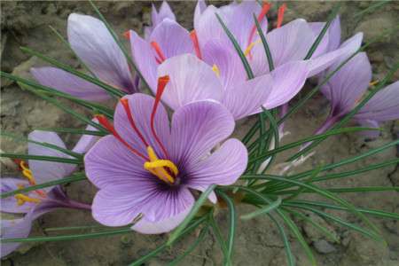 藏红花 藏红花