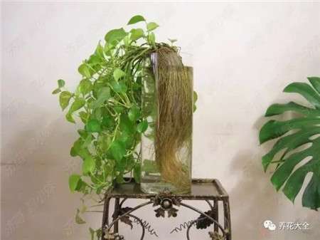 洗鱼的水 洗鱼的水
