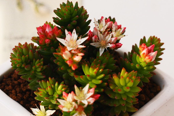 白花小松