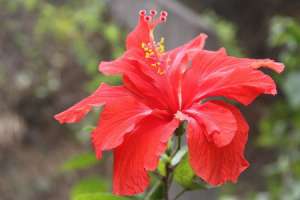扶桑花怎么养