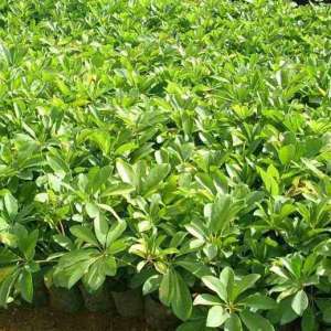如何综合防治园林植物线虫病