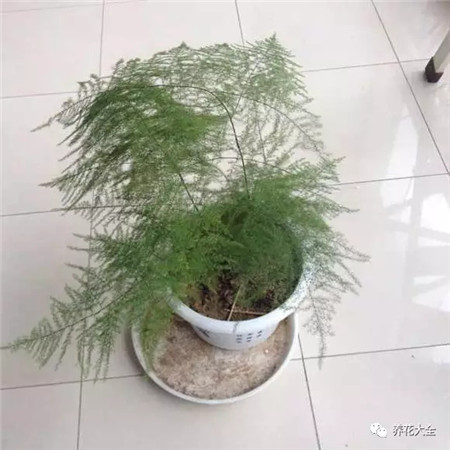 文竹 文竹