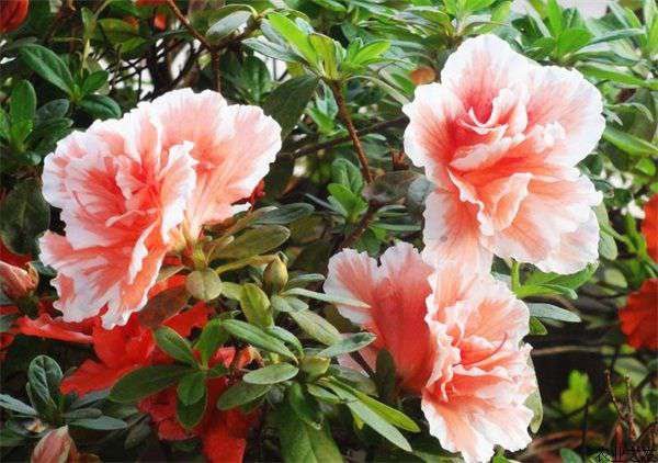 杜鹃花种植的室内养护
