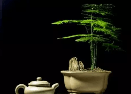文竹 文竹