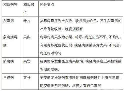 番茄晚疫病及那些相似的病害_番茄晚疫病