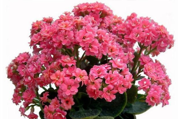 “长寿花”这样养,盆栽也能长成老桩,多少钱都不卖! “长寿花”这样养,盆栽也能长成老桩,多少钱都不卖!