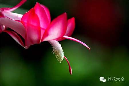 开过花的蟹爪兰一副快死的样子,正常吗? 开过花的蟹爪兰一副快死的样子,正常吗?