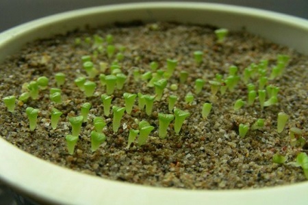发芽后的生石花 发芽后的生石花