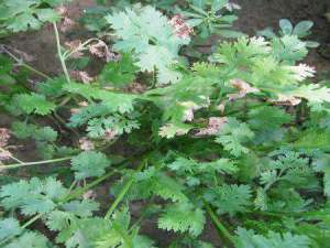 香菜种植：什么上香菜花叶病毒？