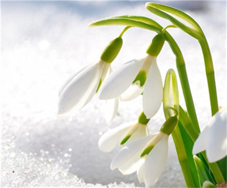 雪滴花开花 雪滴花开花