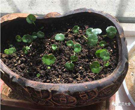 重新栽植 重新栽植