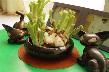 水仙花 水仙花
