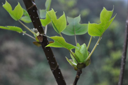 鹅掌楸 鹅掌楸