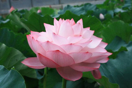 莲花 莲花
