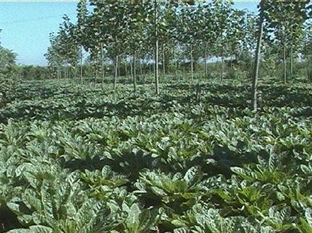 地黄种植有哪些管理要点?