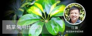 鹅掌柴用什么肥，怎么养长得快