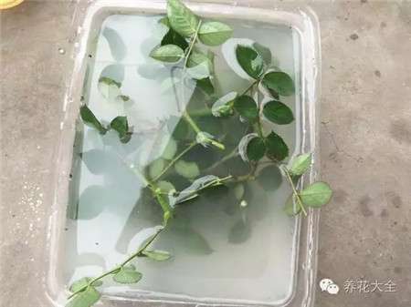 白糖和水 白糖和水