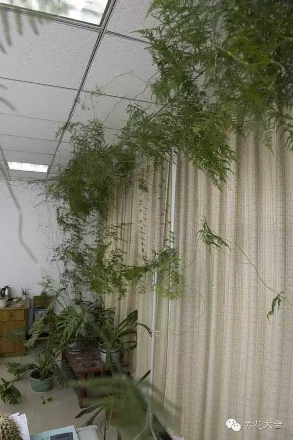 5款能爬满墙的花,种客厅,邻居们都赞不绝口!