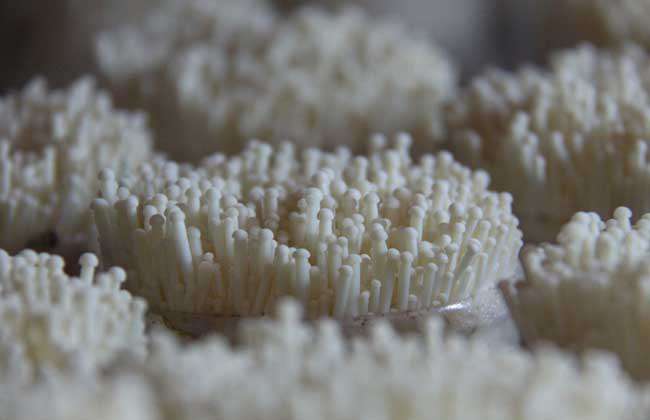 金针菇的品种有哪些？