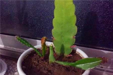 昙花 昙花