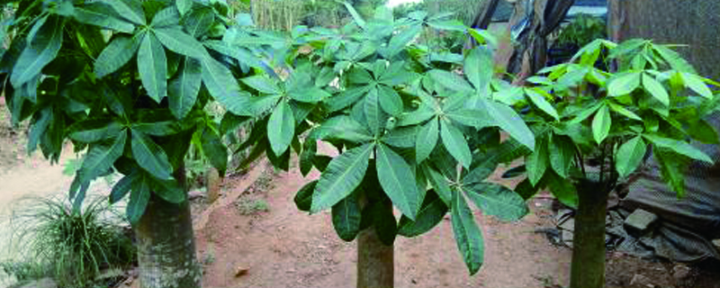发财树用什么盆适合,什么季节换盆好 发财树用什么盆适合,什么季节换盆好