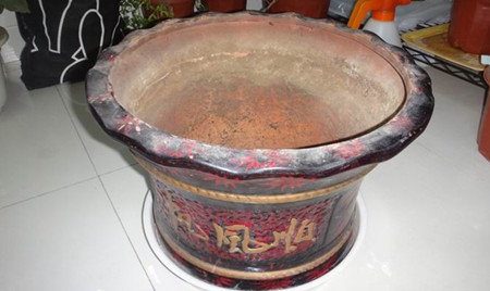 昙花的换盆注意事项 昙花的换盆注意事项