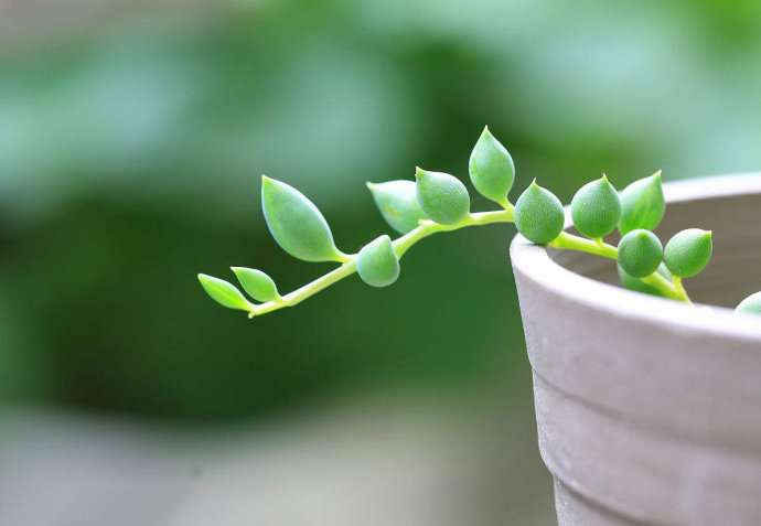 情人泪 Senecio rowleyanus 情人泪 Senecio rowleyanus