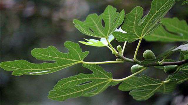 无花果的繁殖方法 无花果的繁殖方法