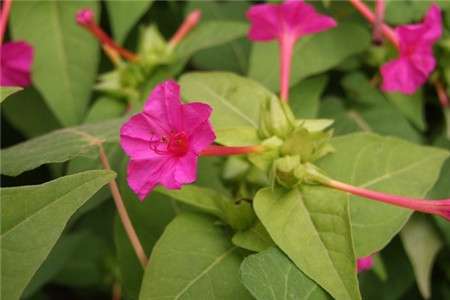 紫茉莉可以家养吗 紫茉莉可以家养吗