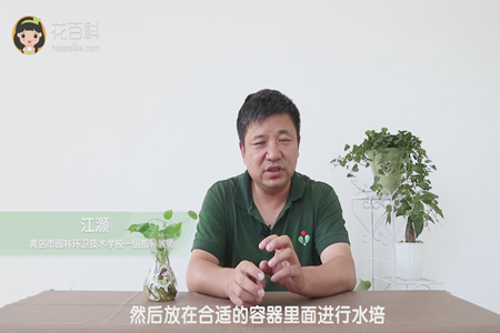 然后放在合理的容器里面进行水培 然后放在合理的容器里面进行水培