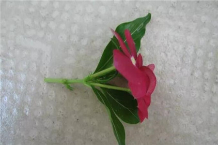 长春花枝条 长春花枝条