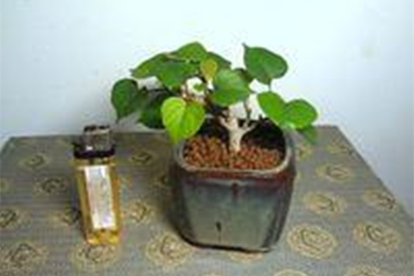 用茶叶水洗菜水浇美叶凤尾蕉好吗 用茶叶水洗菜水浇美叶凤尾蕉好吗