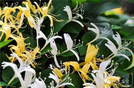金银花 金银花