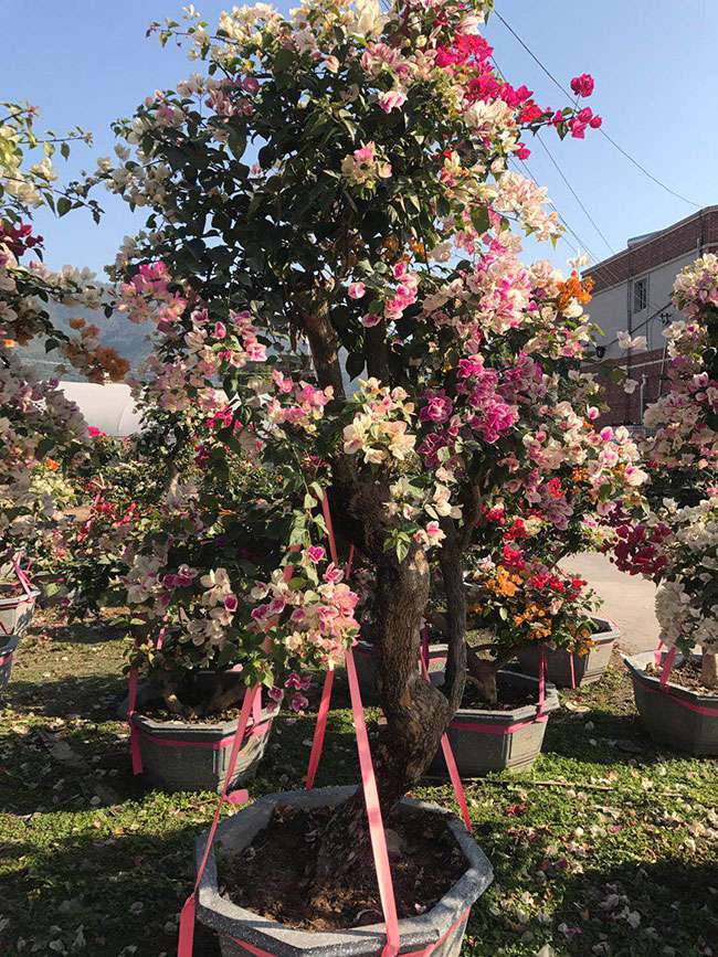 同安红三角梅市场行情 同安红三角梅市场行情