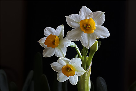 水仙花 水仙花