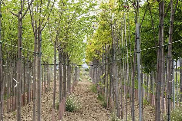 “苗木种植建议”知道这个卖价翻倍！3.jpg