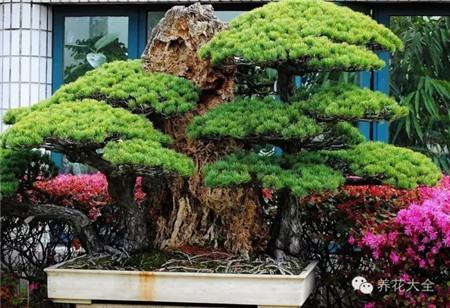 适宜保持土壤偏干的情况 适宜保持土壤偏干的情况