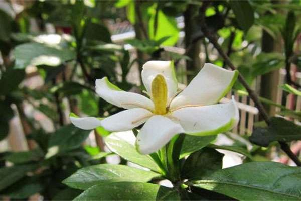 山上栀子花2.jpg