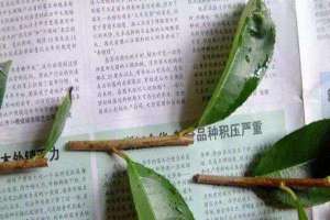 红叶石楠的扦插方法