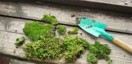 苔藓 苔藓
