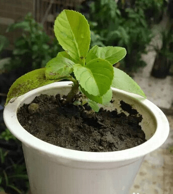 种花 种花